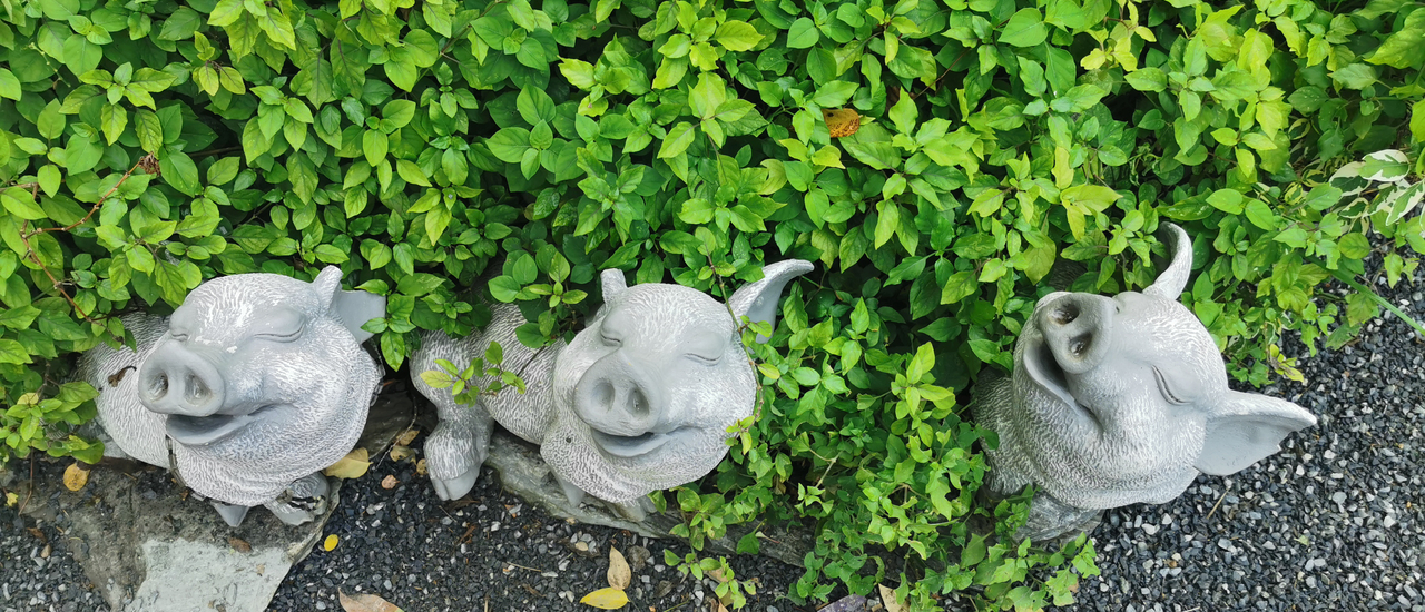 cover คาเฟ่ ลูกหมูสามตัว #TheThreeLittlePigs ร้านอาหารคาเฟ่ธรรมชาติสร้าง โอบล้อมไปด้วยต้นไม้ และสายน้ำ นครปฐม