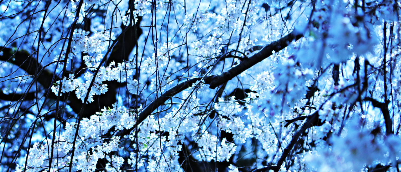 cover ซากุระแรกที่เกียวโต