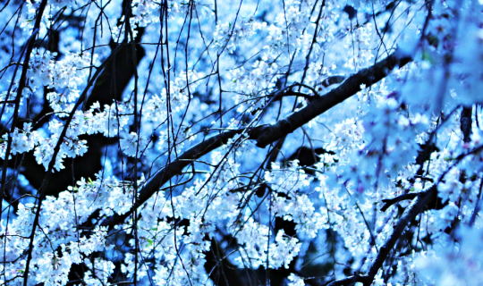 cover ซากุระแรกที่เกียวโต