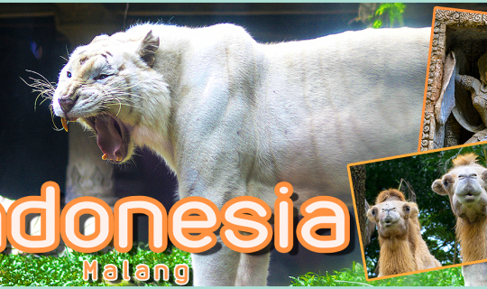Cover ซาฟารีแห่งอินโดนีเซีย ป่าเทียมกลางป่าดึกดำบรรพ์...
