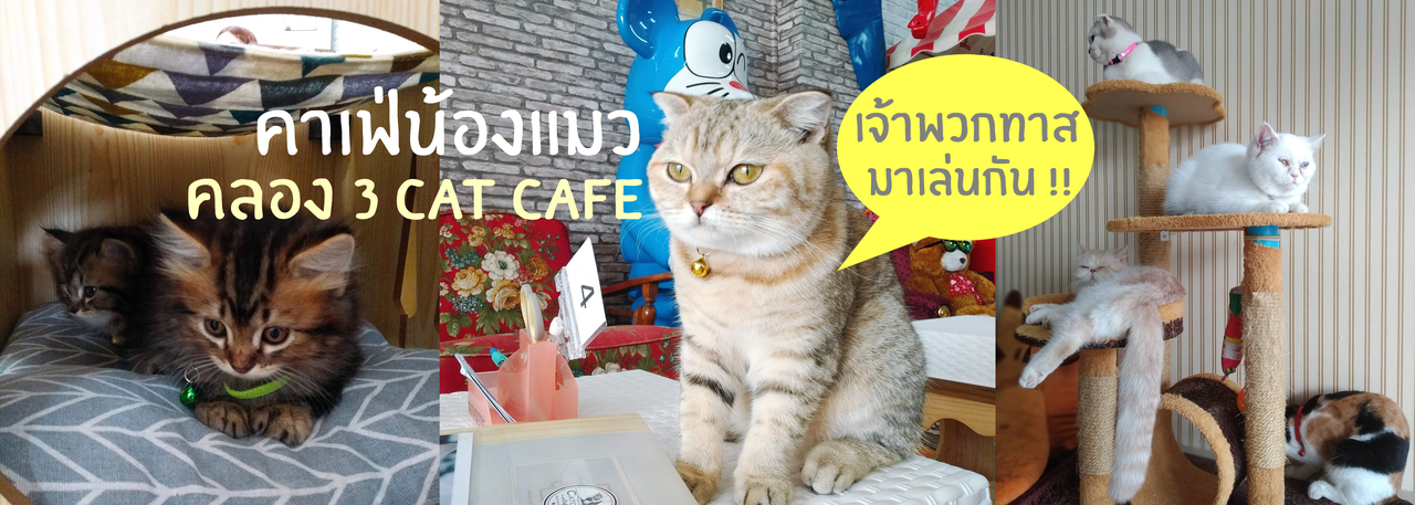 cover ทาสเห็นเป็น..กรีดร้องงง !! เพราะทุกอณูของร้านคือ "น้องแมววว" คลองสาม Cat Cafe คาฟ่แมว เมืองปทุม