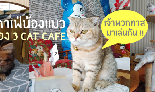 cover ทาสเห็นเป็น..กรีดร้องงง !! เพราะทุกอณูของร้านคือ "น้องแมววว" คลองสาม Cat Cafe คาฟ่แมว เมืองปทุม