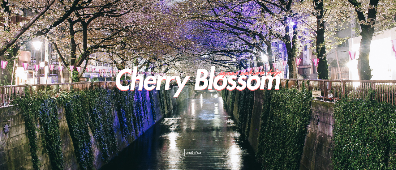 cover 🌸 จุดชมดอกซากุระ (Cherry Blossom) 🌸 โตเกียว โอซาก้า เกียวโต คาวากุจิโกะ 🇯🇵 (2018)