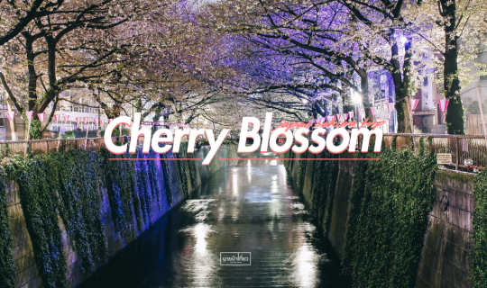 cover 🌸 จุดชมดอกซากุระ (Cherry Blossom) 🌸 โตเกียว โอซาก้า เกียวโต คาวากุจิโกะ 🇯🇵 (2018)