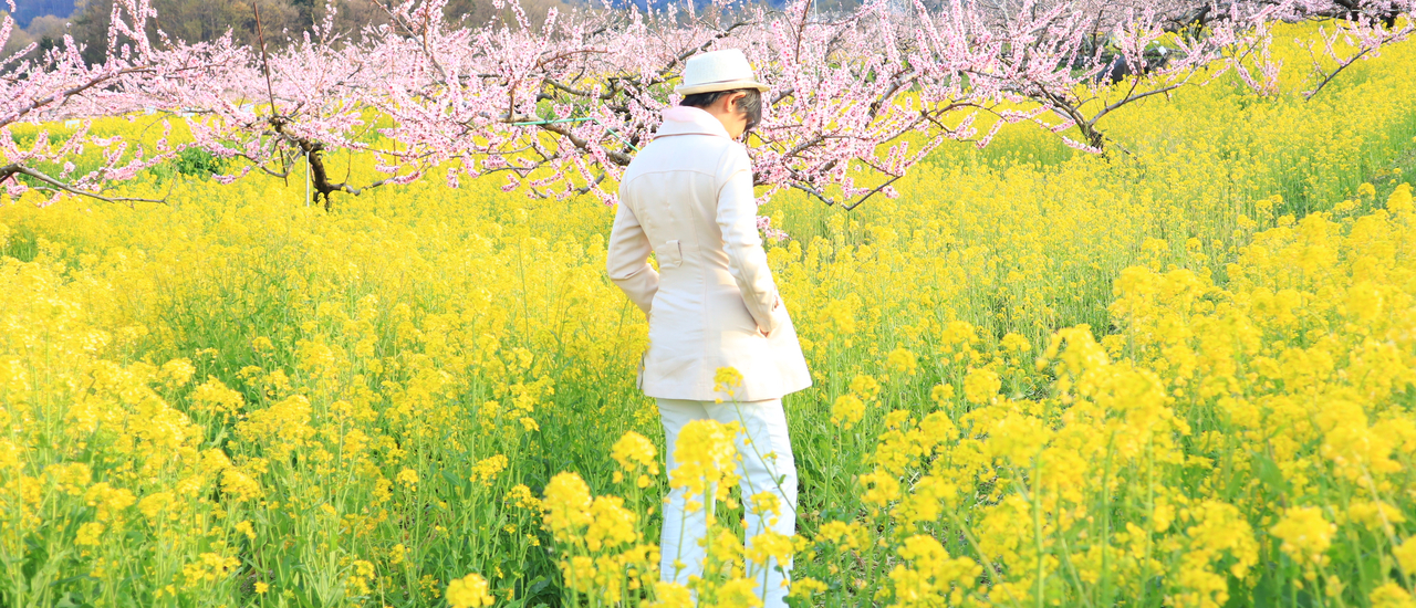 cover Fuefuki : Sakura and Plum Blossoms, Japan 2019