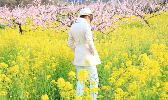 Cover Fuefuki : Sakura and Plum Blossoms, Japan 2019...