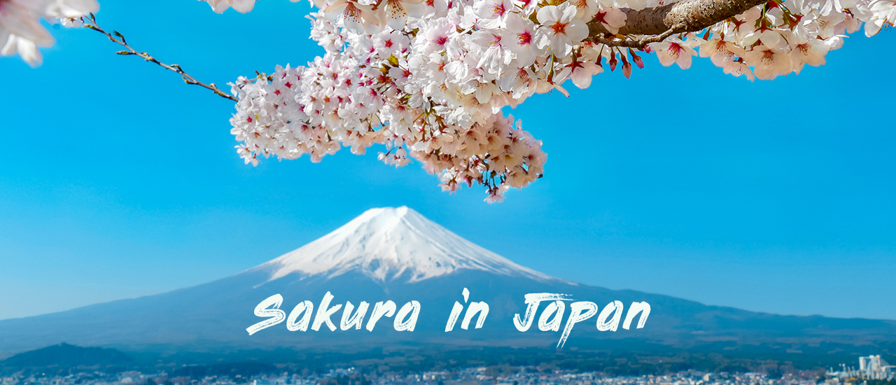 cover 🌸รวม 12 จุดชมดอกซากุระ ใน 5 จังหวัดของญี่ปุ่น ที่ต้องห้ามพลาด! 🌸