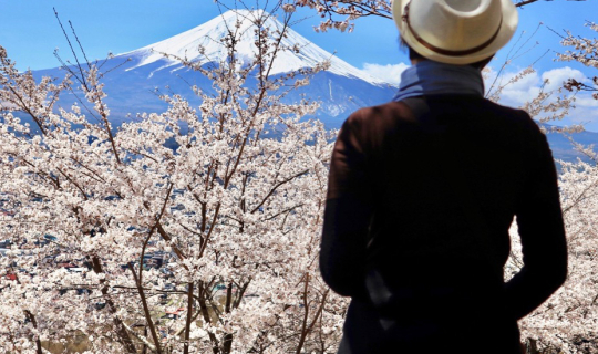Cover Fujisan & Sakura ไปตามหาฟูจิซังในวันที่ซากุระบาน...