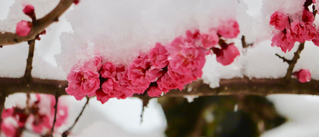 cover หิมะในฤดูใบไม้ผลิ Snow in Spring