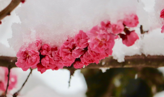 Cover หิมะในฤดูใบไม้ผลิ Snow in Spring...