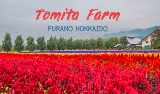 cover โทมิตะฟาร์ม (Tomita Farm) ทุ่งดอกไม้ชื่อดังแห่งเมืองฟุราโนะ Furano จังหวัด ฮอกไกโด