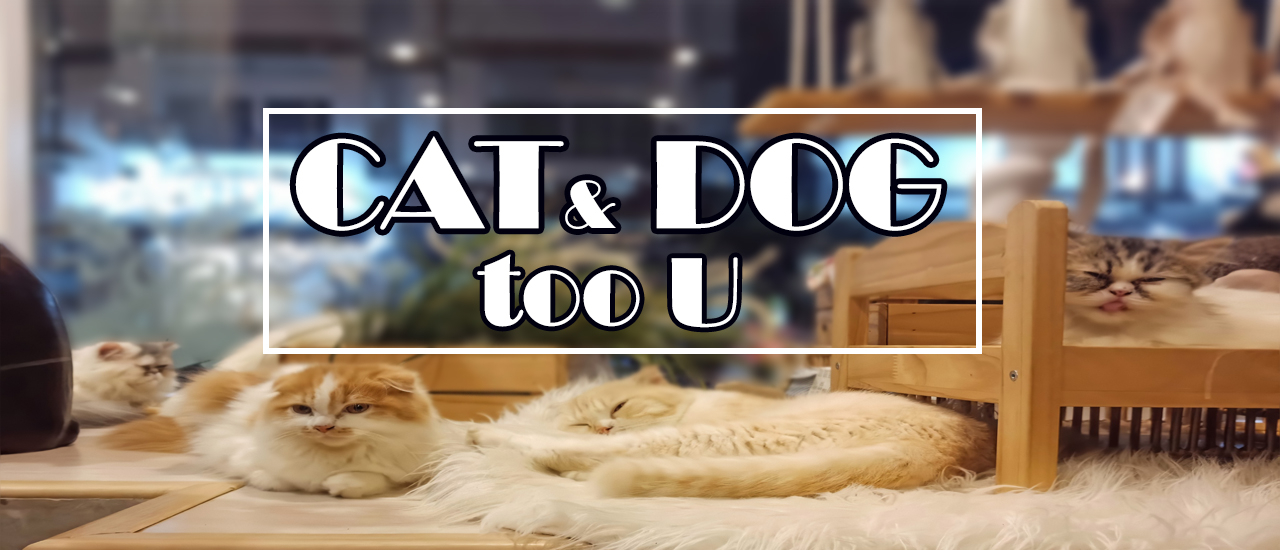 cover หวิดทำแมวหายเพราะไปคาเฟ่สัตว์เลี้ยงครั้งแรก