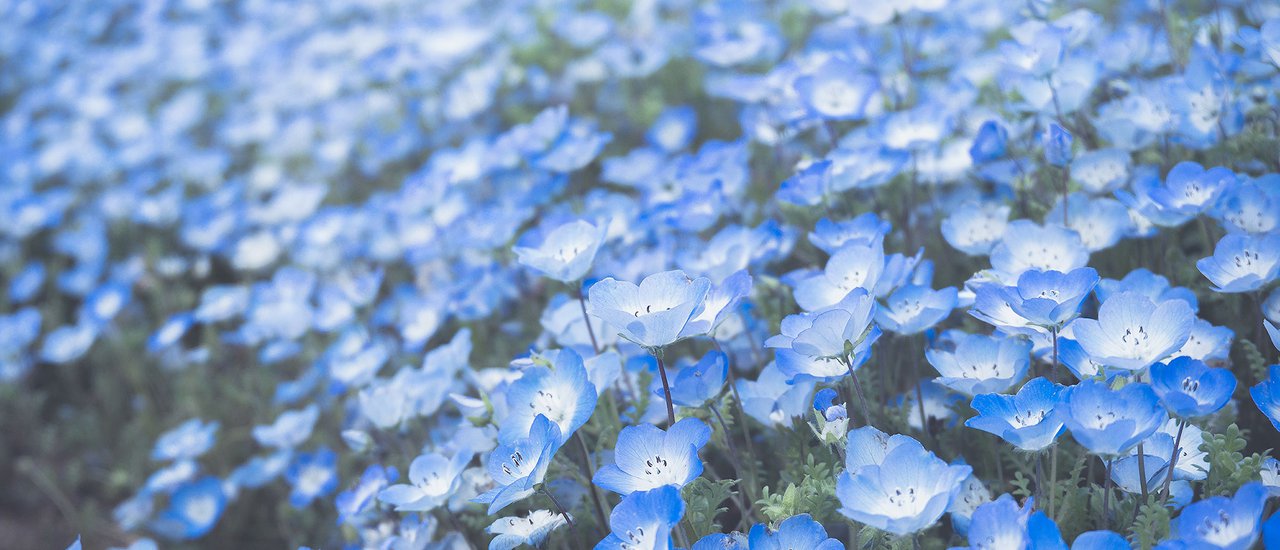 cover Hitachi Seaside Park : สวนดอกไม้ใกล้โตเกียว ที่ควรค่าแก่การไปเยือน