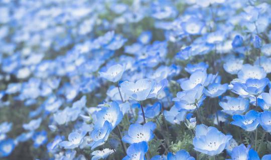 cover Hitachi Seaside Park : สวนดอกไม้ใกล้โตเกียว ที่ควรค่าแก่การไปเยือน