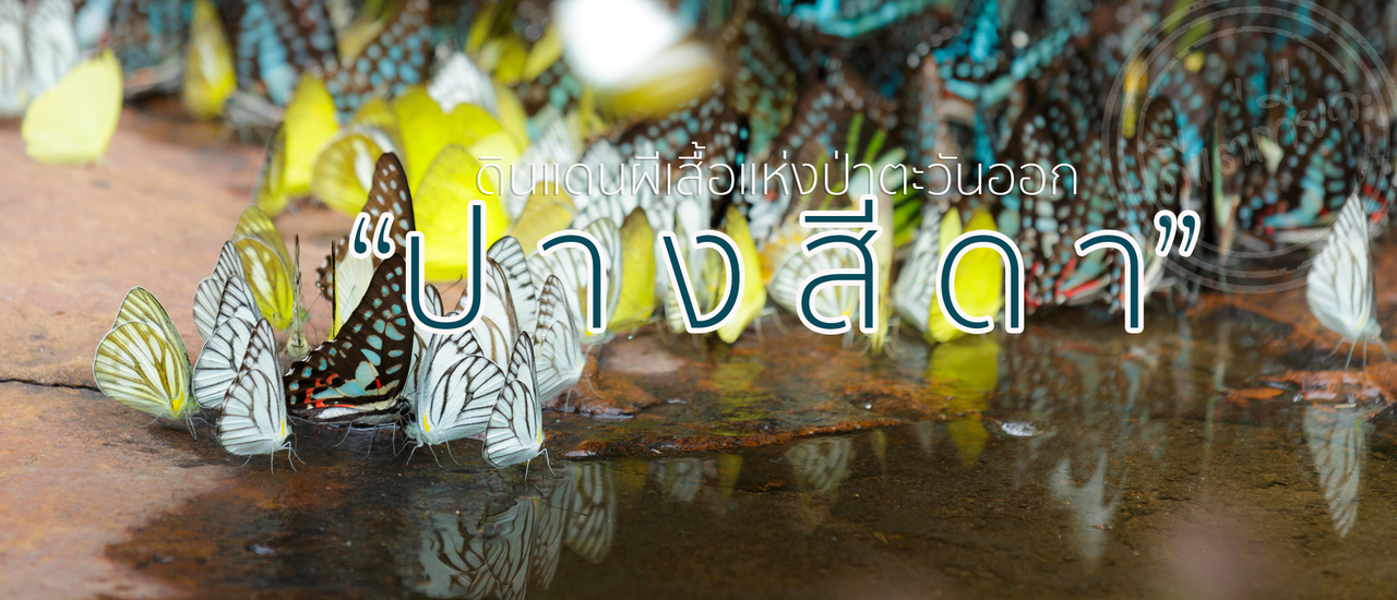 cover "Pang Sida National Park", the land of butterflies of the eastern Thai forest!
