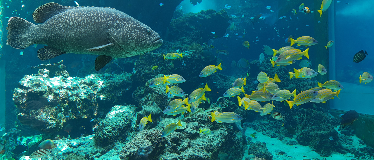 cover โอกินาวา 5 วัน 4 คืน ประสบการณ์หวาดระแวงทริปหนีไวรัสโควิด-19