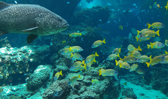 Cover โอกินาวา 5 วัน 4 คืน ประสบการณ์หวาดระแวงทริปหนีไวรัสโควิด-19...