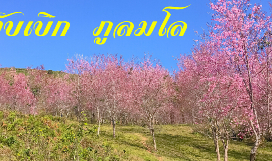 Cover ภูทับเบิก ภูลมโล ปลายฝนต้นหนาว ปีกลาย...