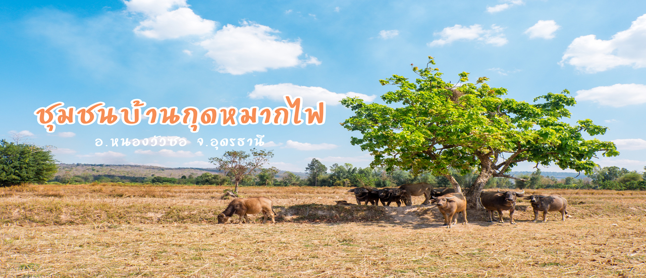 cover บุกแดนอีสานสุดฟิน ถิ่นมะม่วงน้ำดอกไม้สีทอง กับชุมชนบ้านกุดหมากไฟ จ.อุดรธานี