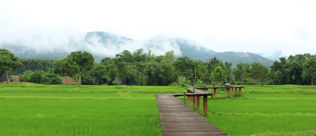 cover ท้องทุ่งสีเขียวที่ไร่แสงอรุณ