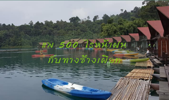 Cover แพ 500 ไร่ หน้าฝนกับทางช้างเผือก...