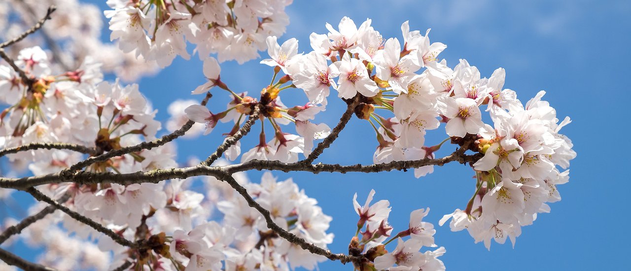cover SAKURA VIEW POINT @KAWAGUCHIKO : จุดชมซากุระบานสะพรั่ง ที่คาวากูจิโกะ