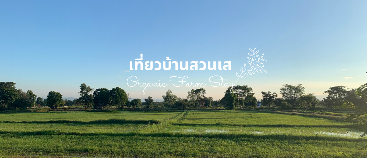 cover EP.2 ปิดจอคอม เเล้วหันมองนา ที่บ้านสวนเส ชัยภูมิ หลัง COVID-19