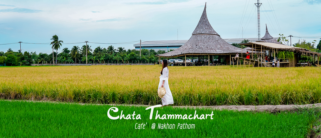cover ชะตาธรรมชาติ (Chata Thammachart ) คาเฟ่นครปฐม จิบกาแฟชมวิวทุ่งนา