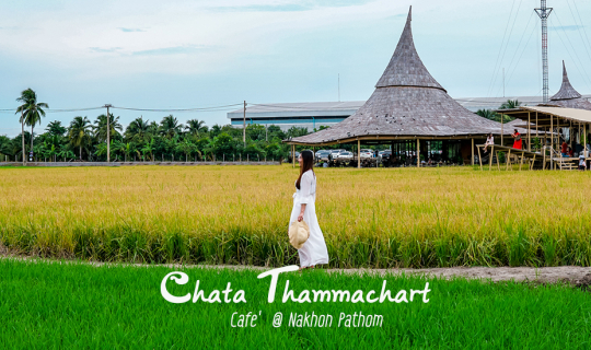 cover ชะตาธรรมชาติ (Chata Thammachart ) คาเฟ่นครปฐม จิบกาแฟชมวิวทุ่งนา