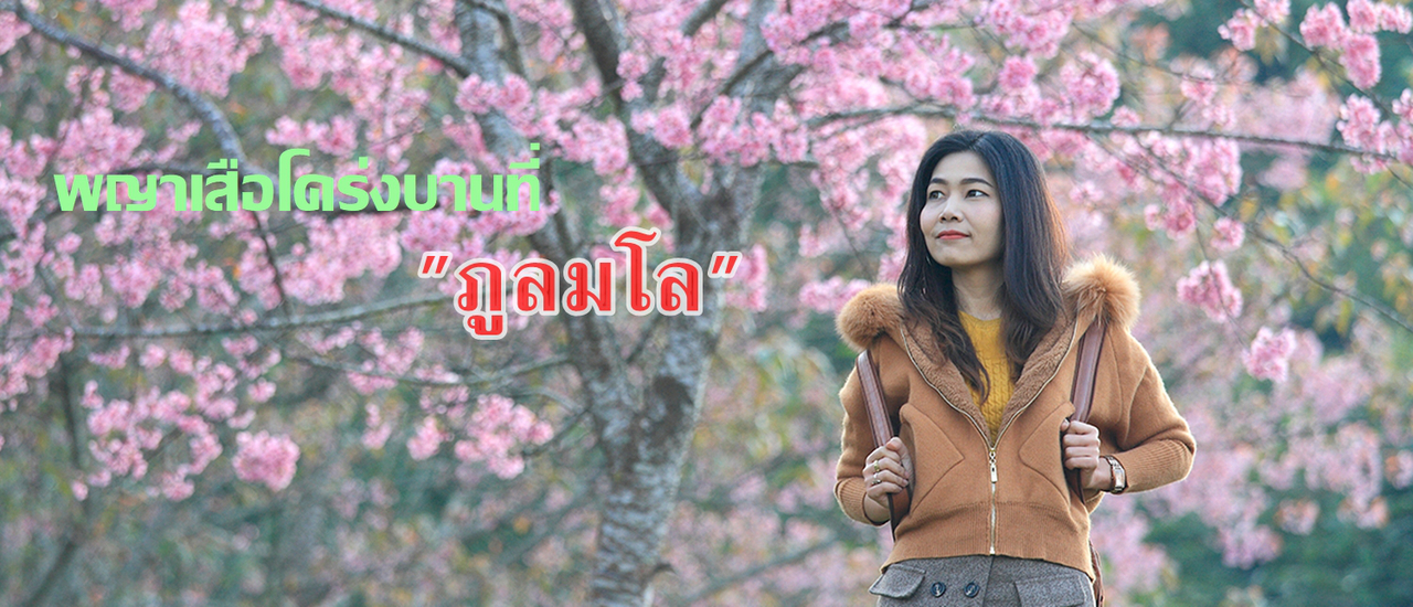 cover พญาเสือโคร่งบานที่"ภูลมโล"