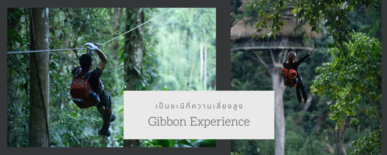 cover Gibbon Experience : เป็นชะนีที่ความเสี่ยงสูง
