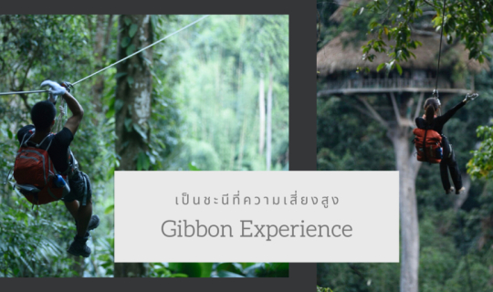 Cover Gibbon Experience : เป็นชะนีที่ความเสี่ยงสูง...