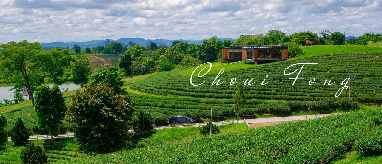 cover 🌿 ไร่ชาฉุยฟง🌿 อีกหนึ่งแลนมาร์คที่ต้องมาเช็คอิน📌 เมื่อมาแอ่ว"เจียงฮาย"