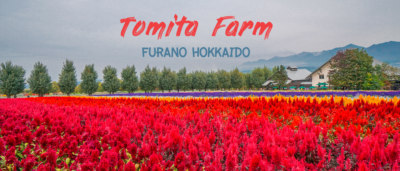 cover Tomita Farm -Furano Flower Fields in Hokkaido