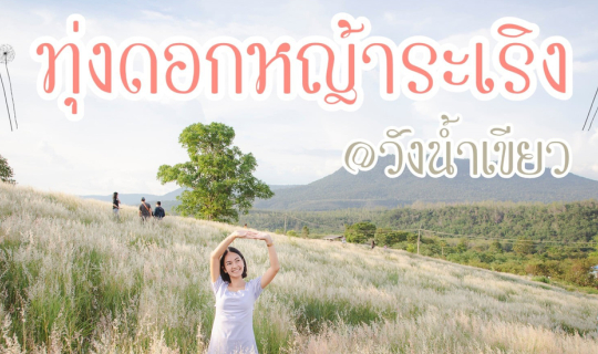 Cover ทุ่งดอกหญ้า วังน้ำเขียว ที่เที่ยวแห่งใหม่ของชาวโคราช...