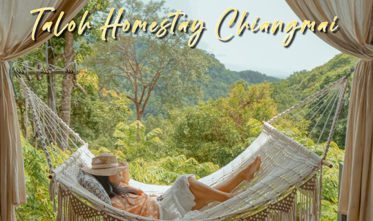 cover Stay with me at " Taloh Homestay "  ทโล้ โฮมสเตย์ เชียงใหม่