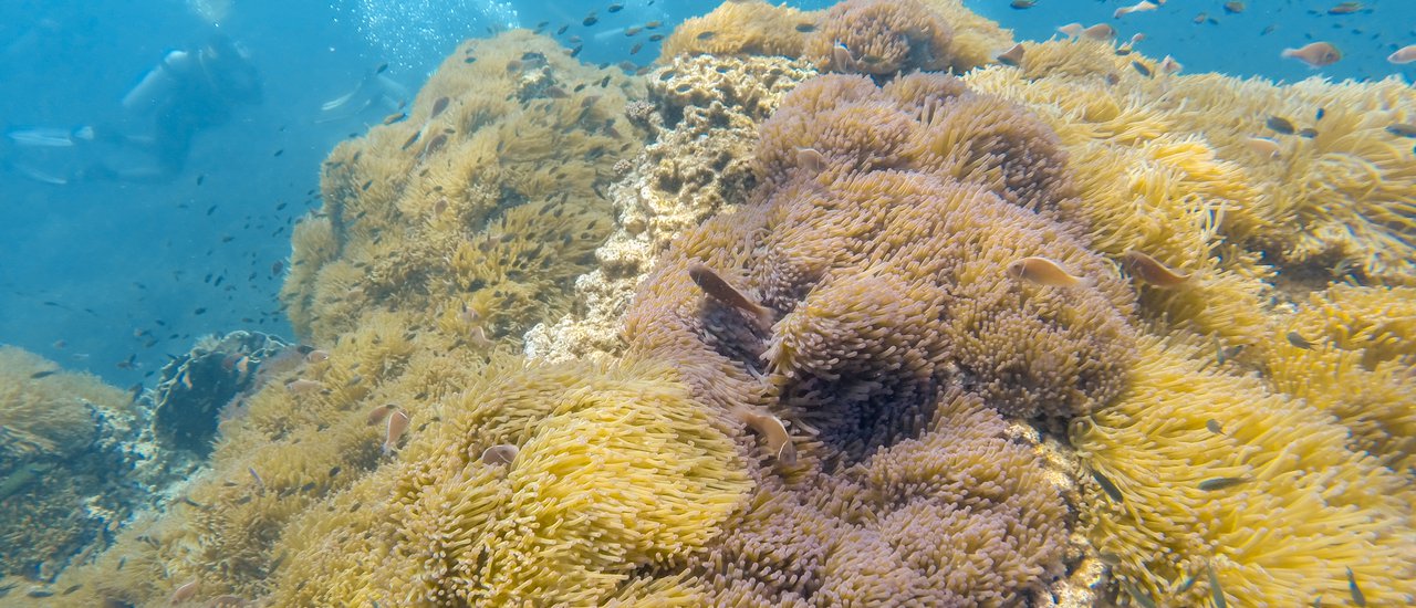 cover Amazing!! Chumphon ว่ายน้ำกับฝูงปลา และ ชมปะการัง ที่ ทะเล "ชุมพร"