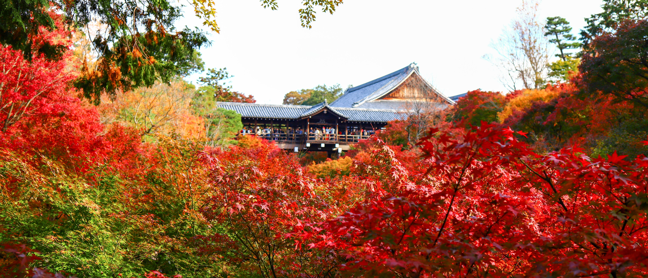 cover Fushimi Inari Shrine, Tofukuji Temple - Autumn In Kansai 9 DAY EP.5