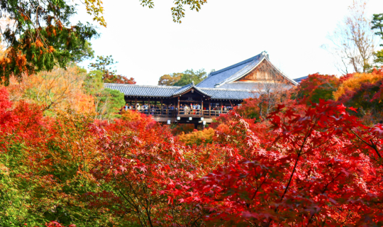 cover Fushimi Inari Shrine, Tofukuji Temple - Autumn In Kansai 9 DAY EP.5