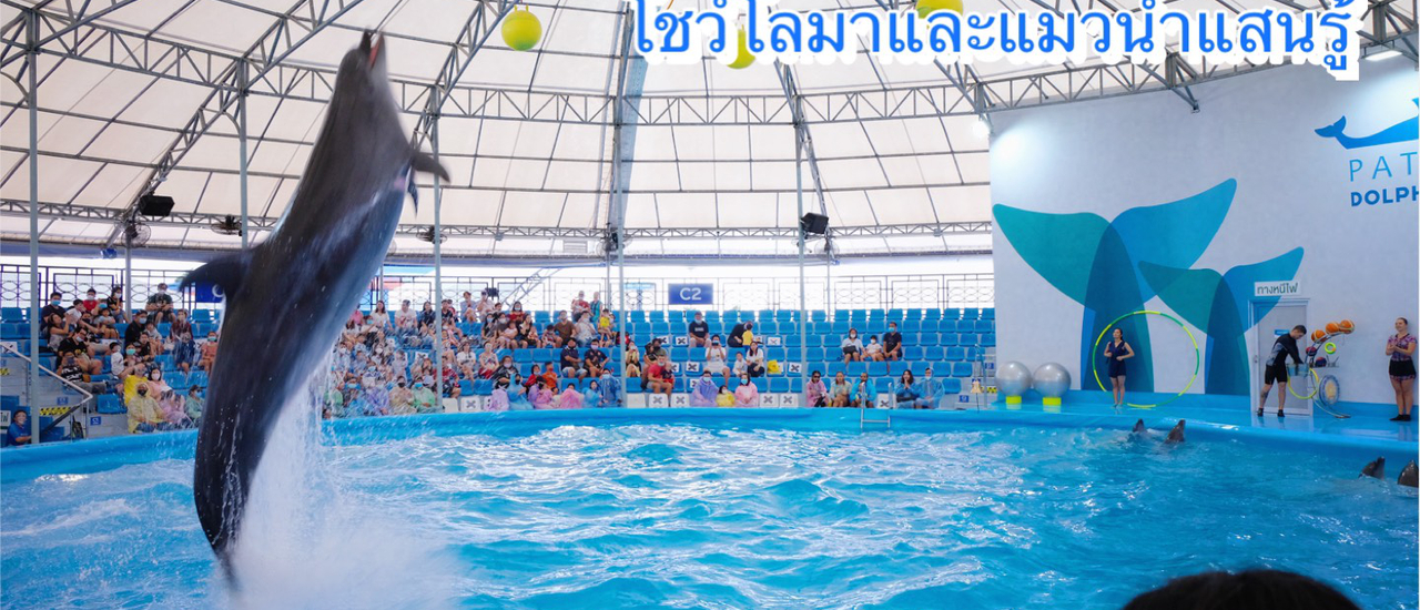 cover 🐬 Pattaya Dolphinarium #โชว์โลมาและแมวน้ำแสนรู้ ในพัทยา ที่ไม่ควรพลาดจริงๆ