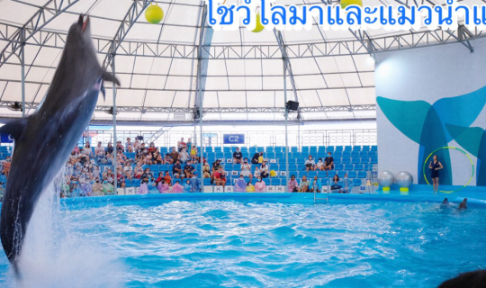 Cover 🐬 Pattaya Dolphinarium #โชว์โลมาและแมวน้ำแสนรู้ ในพัทยา ที่ไม่ควรพล...