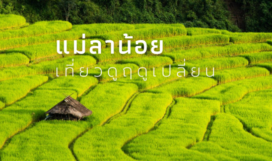 Cover เที่่ยวแม่ลาน้อย ดูฤดูเปลี่ยน...