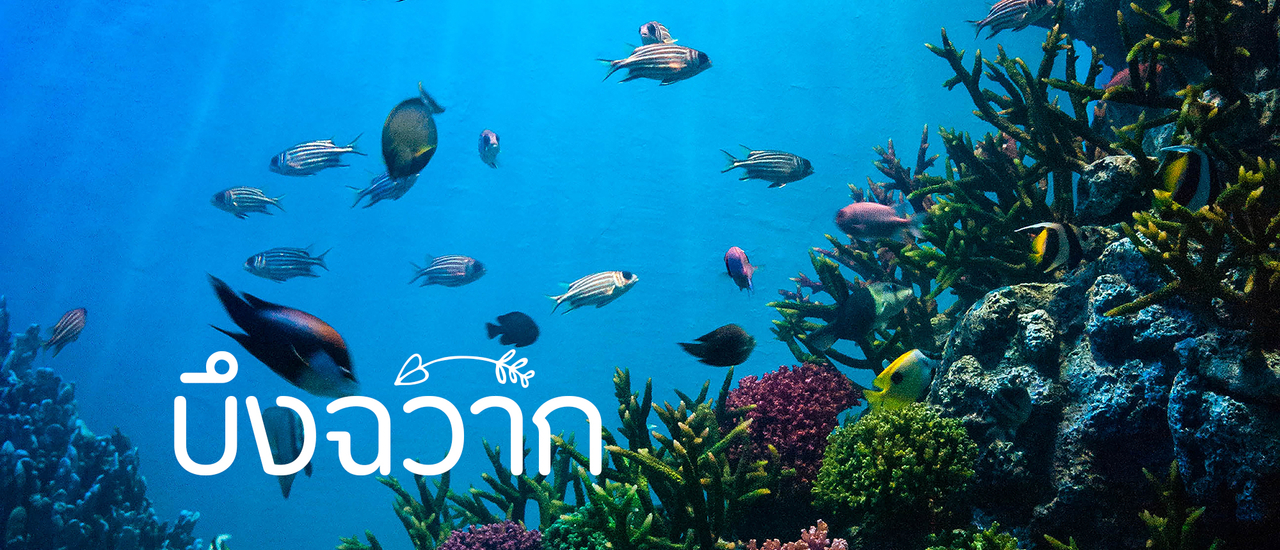 cover ดำดิ่งสู่ใต้ท้องทะเลที่บึงฉวาก