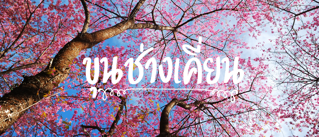 cover โลกนี้สีชมพู ที่ขุนช่างเคี่ยน เชียงใหม่