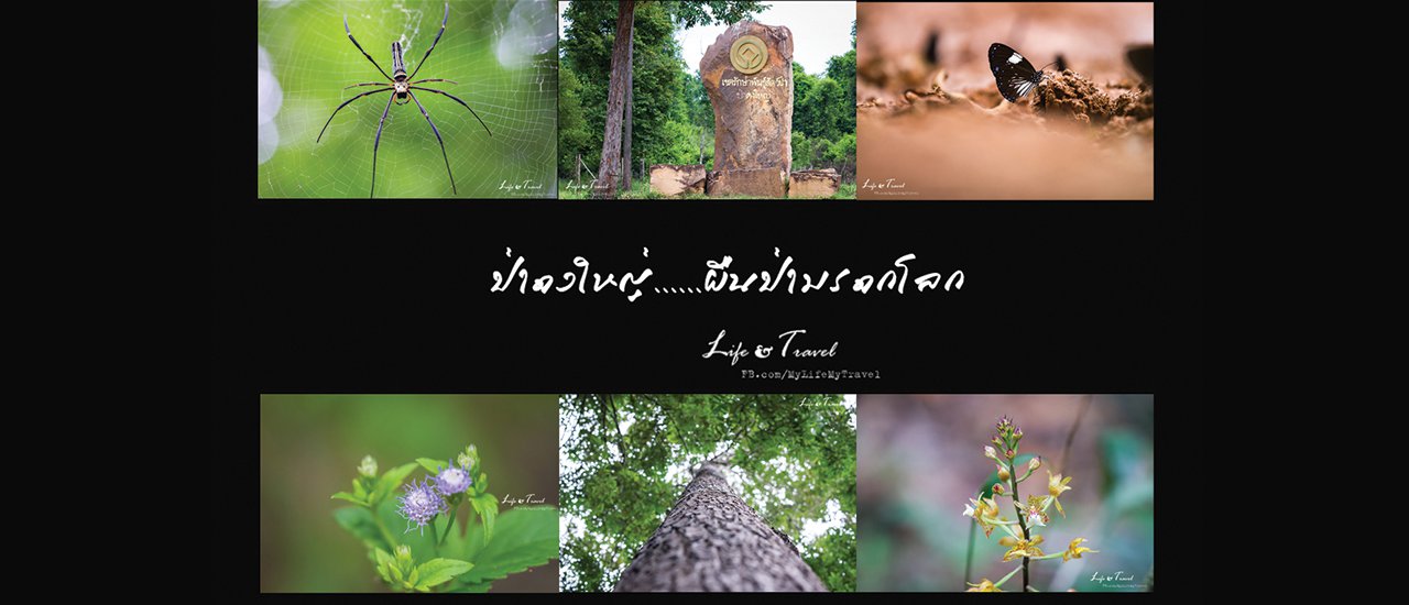 cover อยากให้คุณได้รู้จัก “ป่าดงใหญ่…จังหวัดบุรีรัมย์”  ผืนป่ามรดกโลก