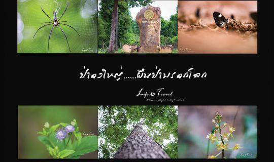 cover อยากให้คุณได้รู้จัก “ป่าดงใหญ่…จังหวัดบุรีรัมย์”  ผืนป่ามรดกโลก