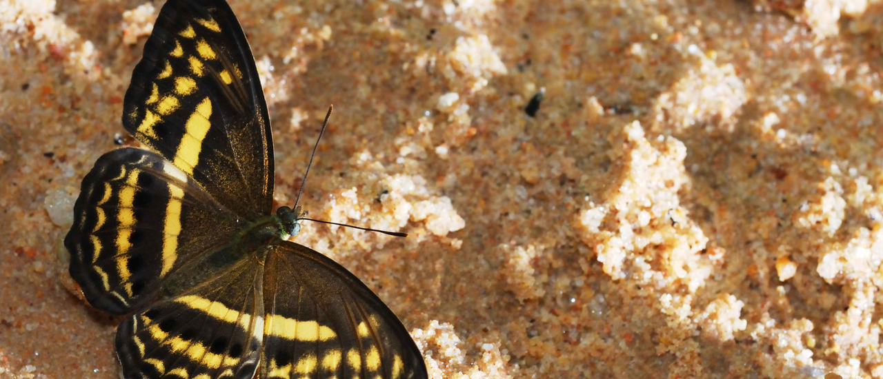 cover โลกใบเล็กที่ปางสีดา