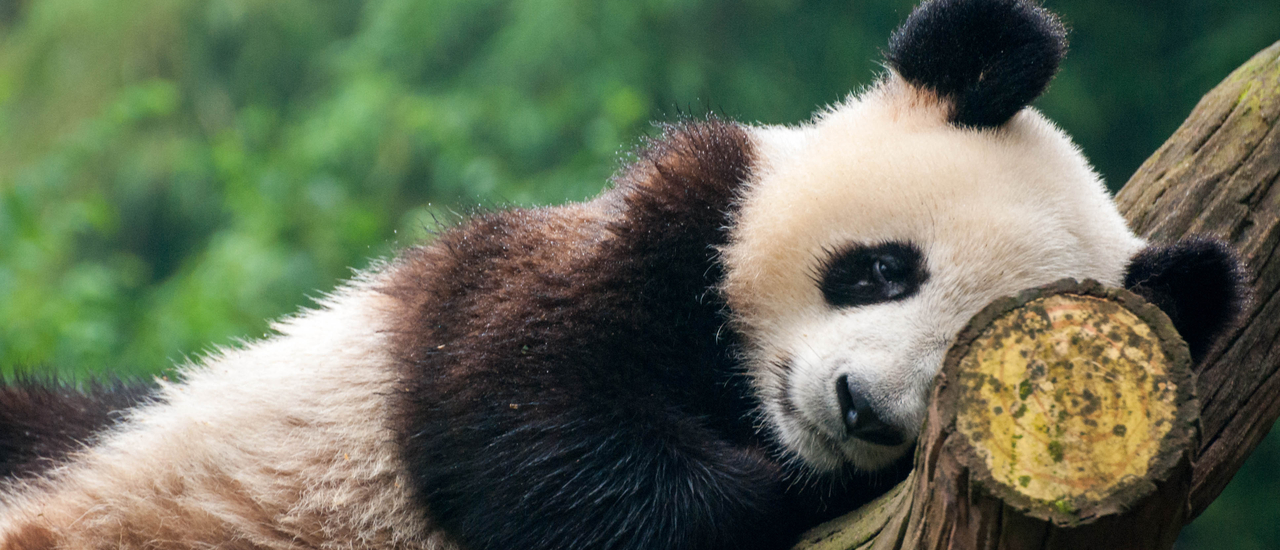 cover ท่องสวรรค์บนดิน จิ่วจ้ายโกว Day1 – เฉิงตู (Chengdu)