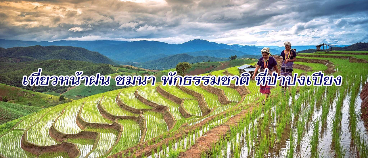 cover เที่ยวหน้าฝน ชมนา พักธรรมชาติ ที่ป่าปงเปียง