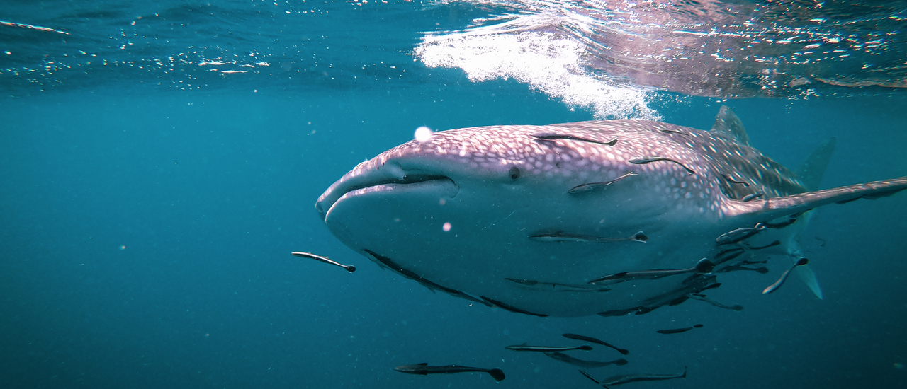 cover #ถ้าเธอโดนเททะเลคือจุดหมาย